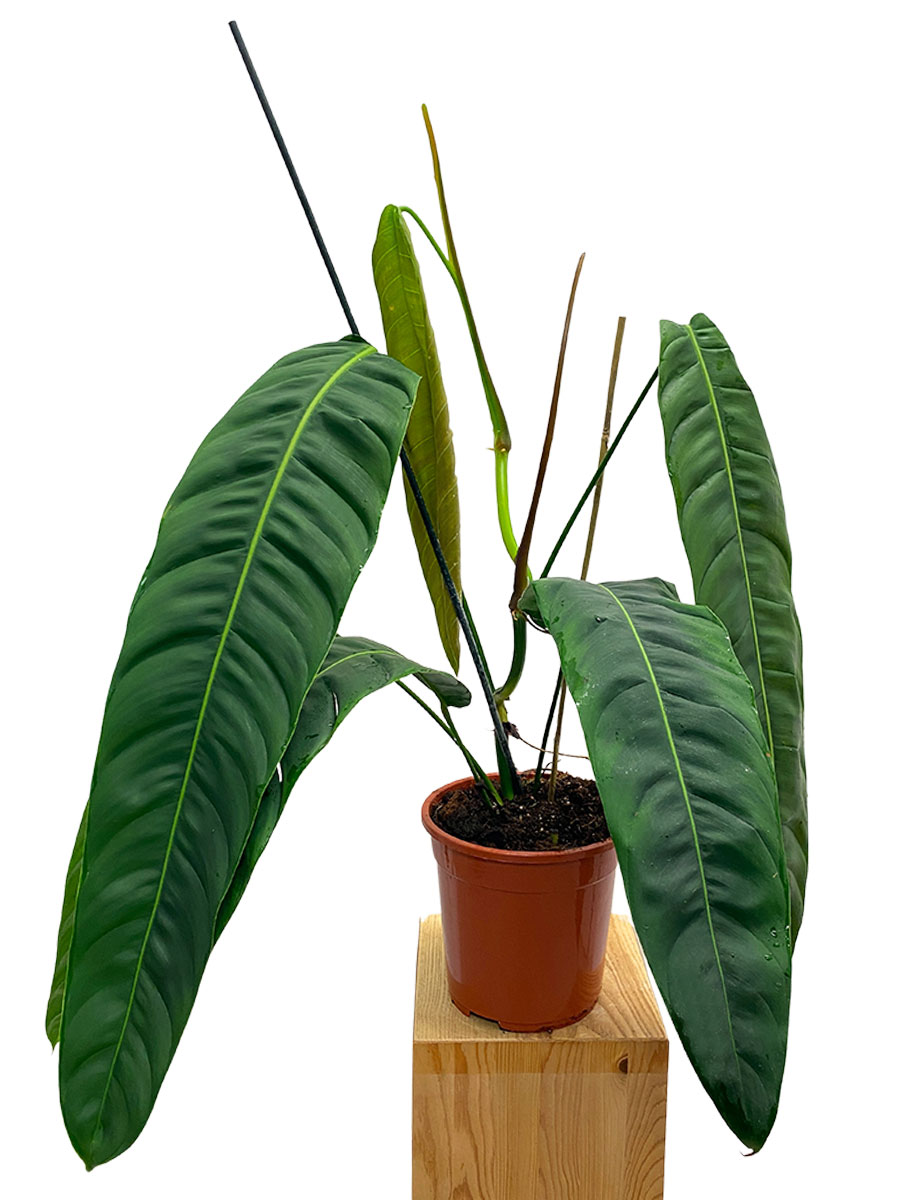 Philodendron Patriciae 80cm