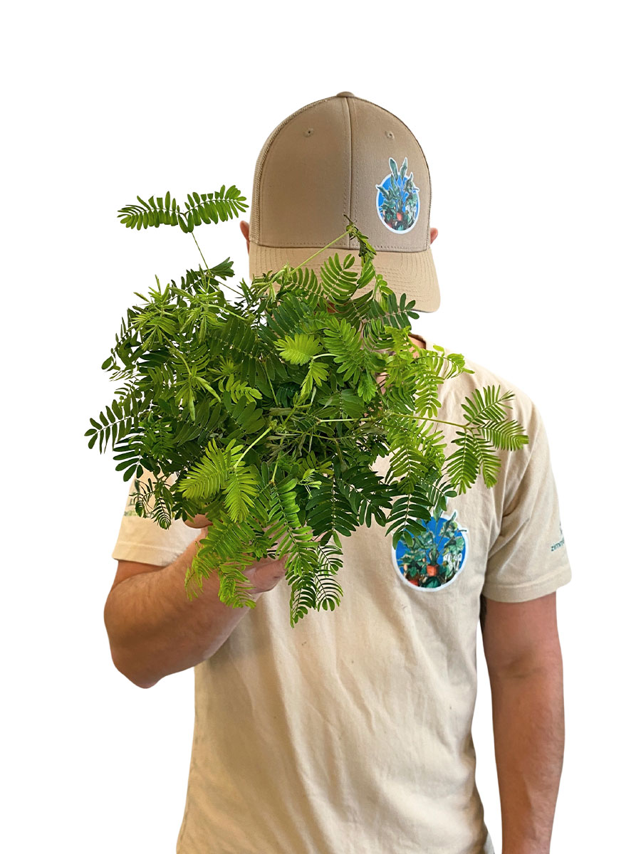 Echte Mimose Mimosa Pudica