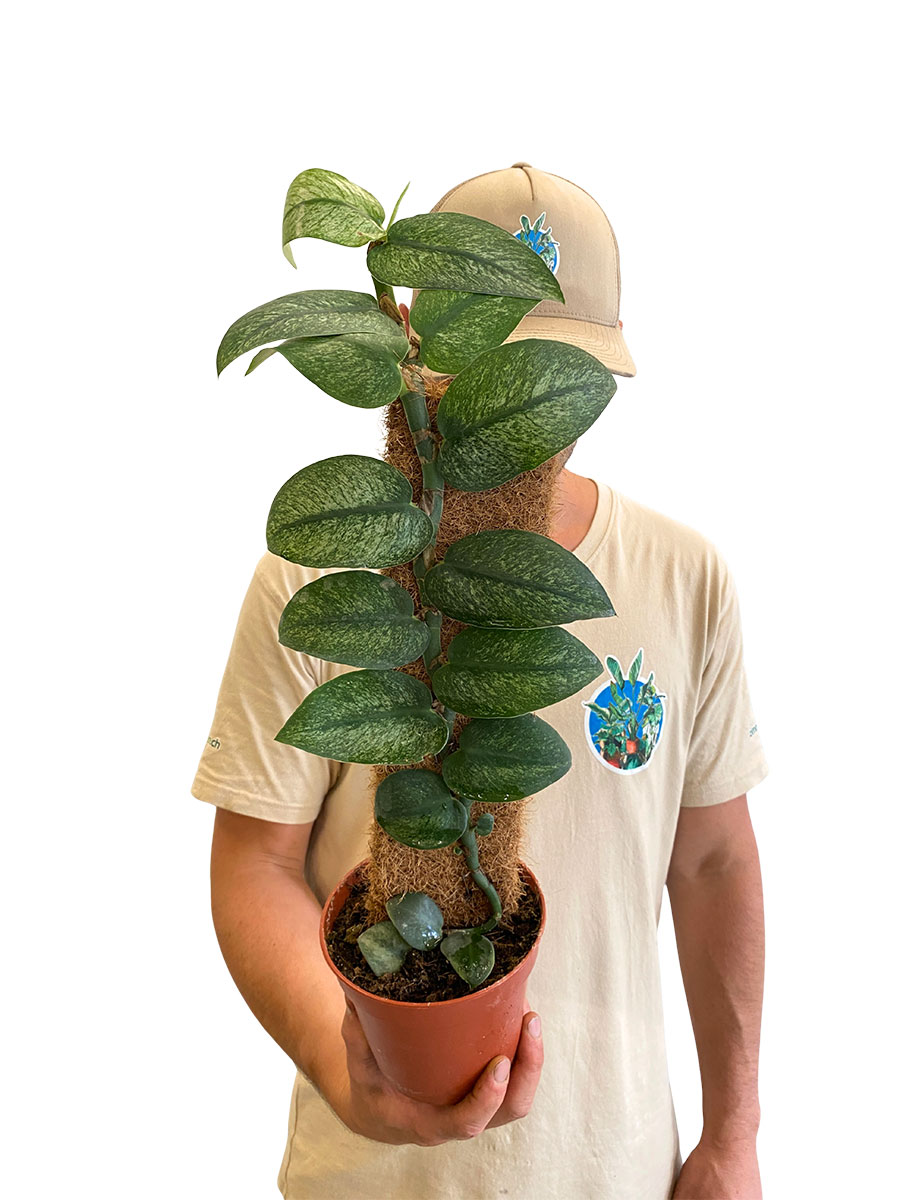 Rhaphidophera Hongkongensis Variegata
