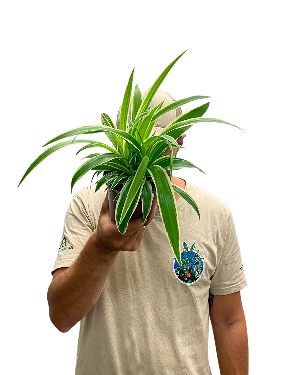 Grünlilie Chlorophytum Laxum