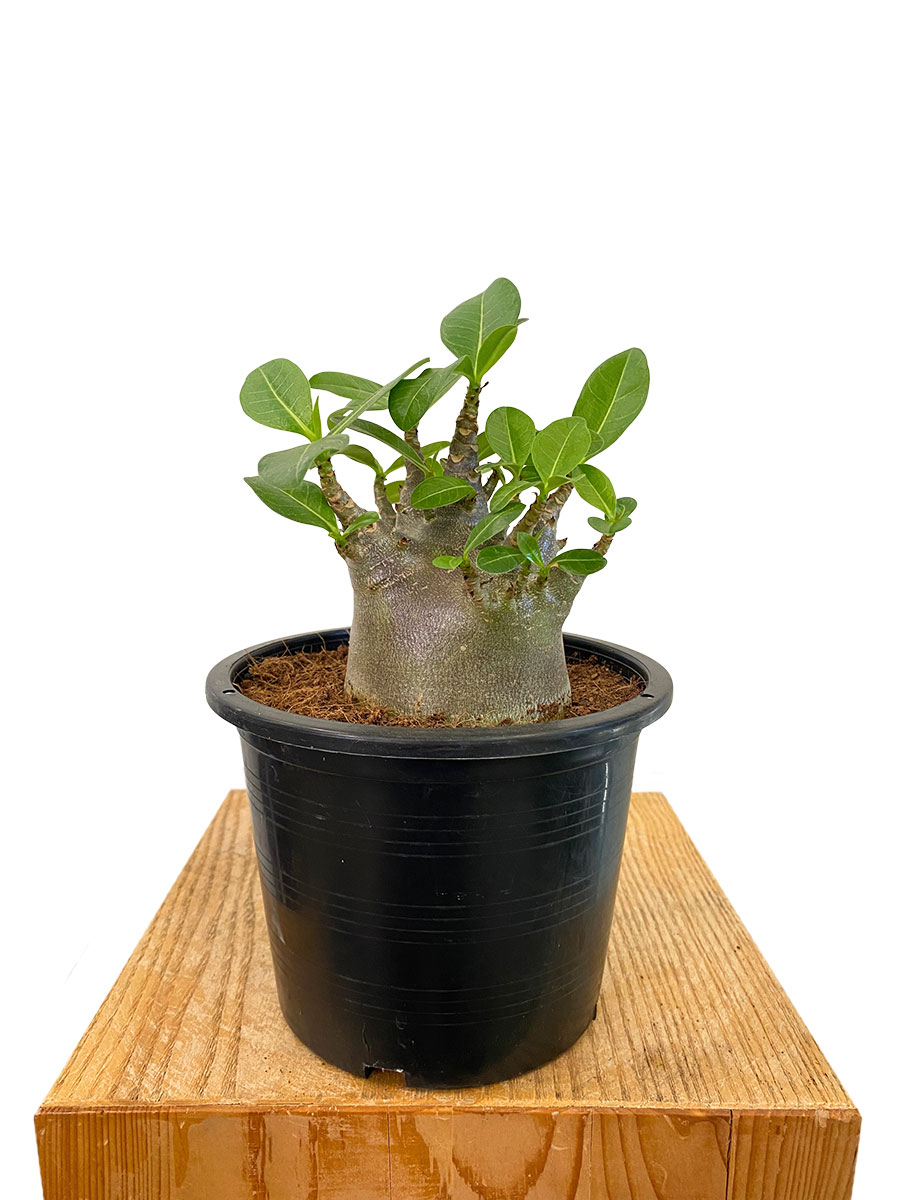 Wüstenrose Adenium Arabicum Baobab