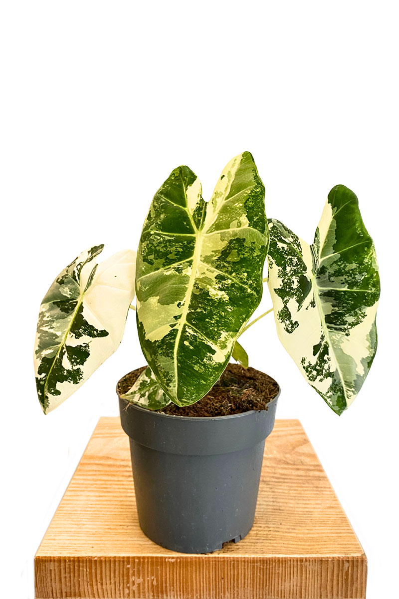 Alocasia Frydek Variegata - Gross