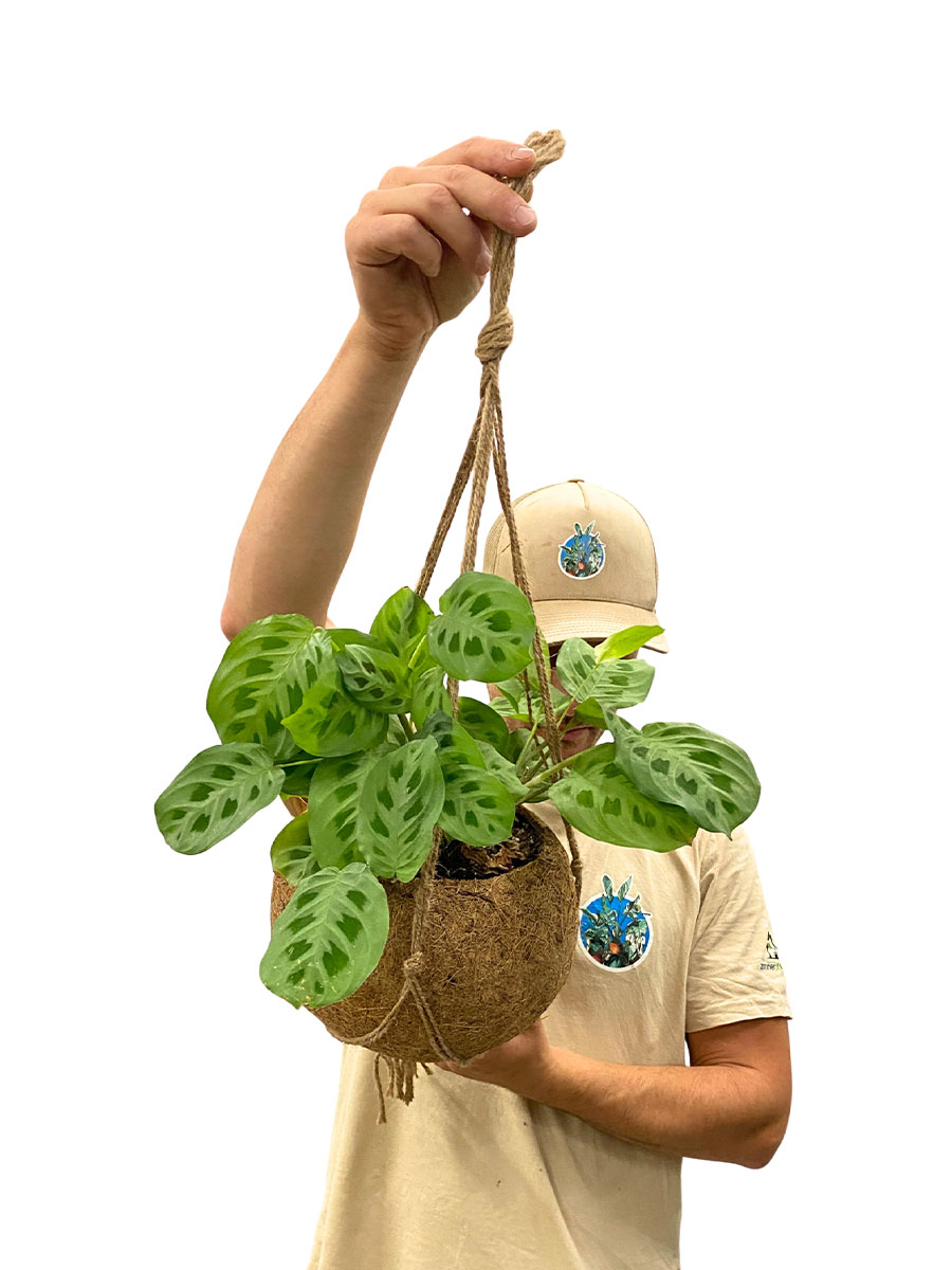 Kokoshänger - Maranta Kerchoveana