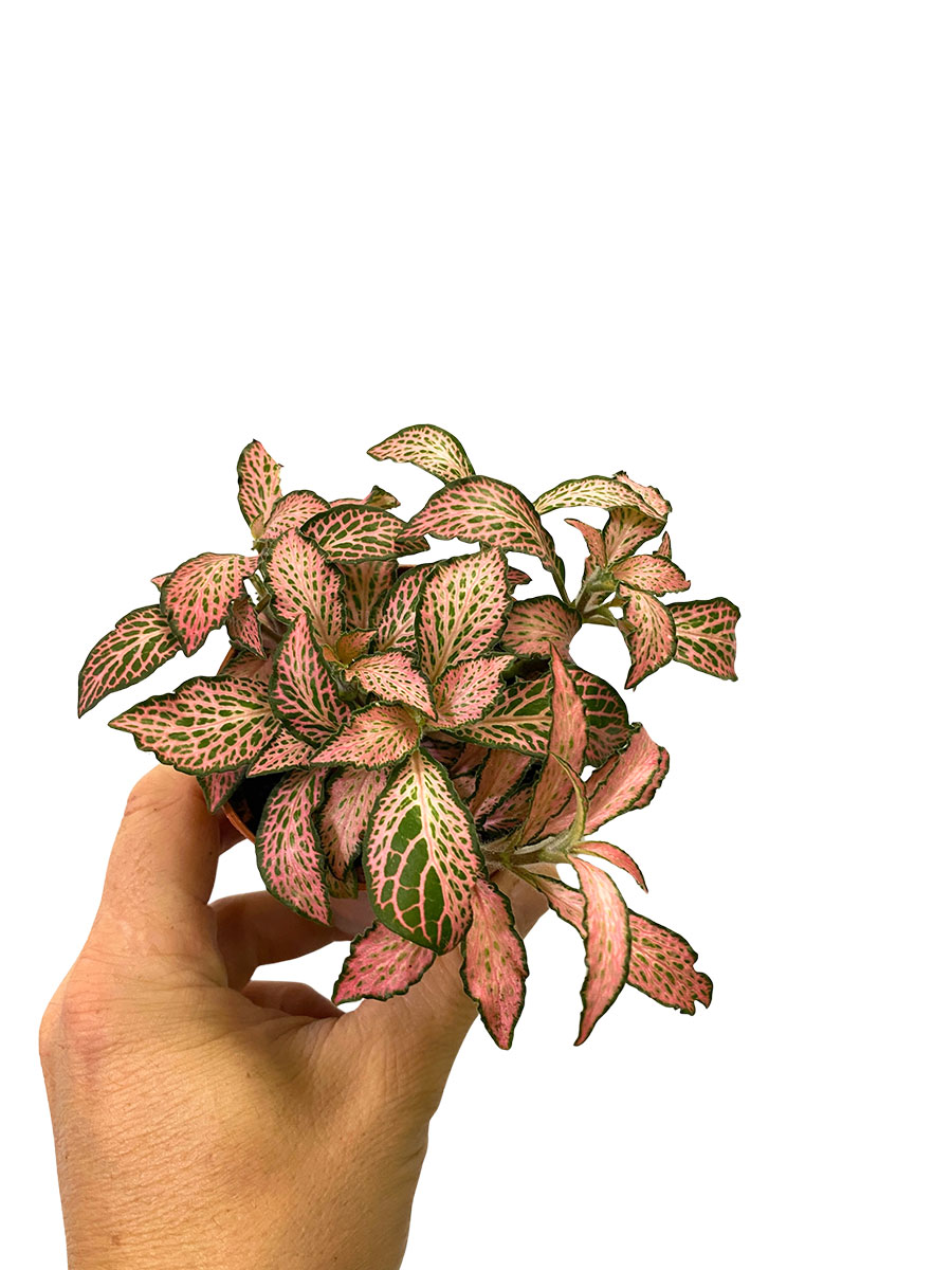 Fittonia Mosaic Rosa Forest Flame