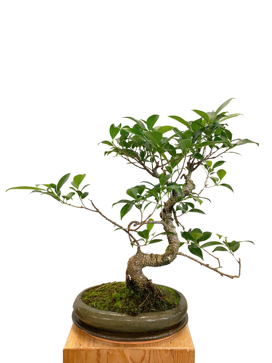 Bonsai - Chinesische Feige
