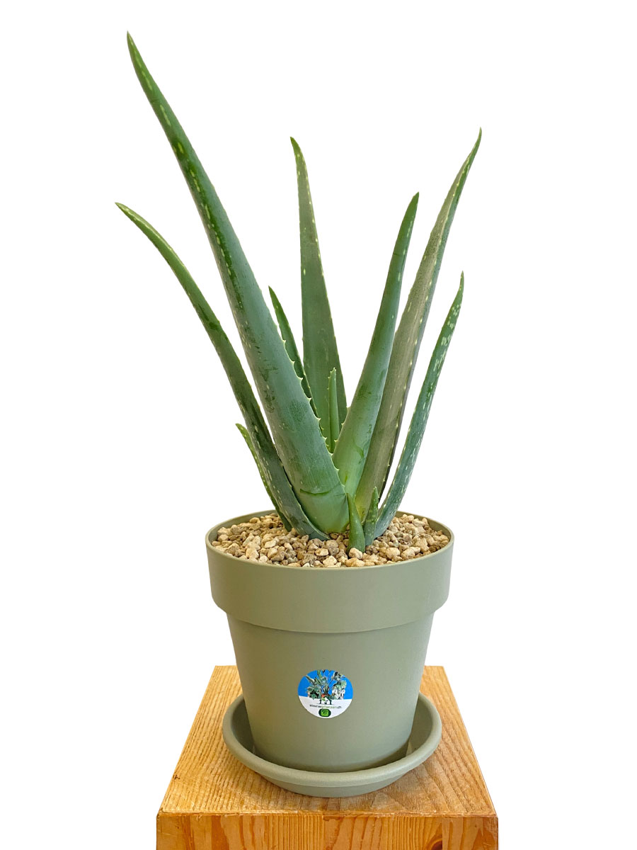 Echte Aloe Vera Bio