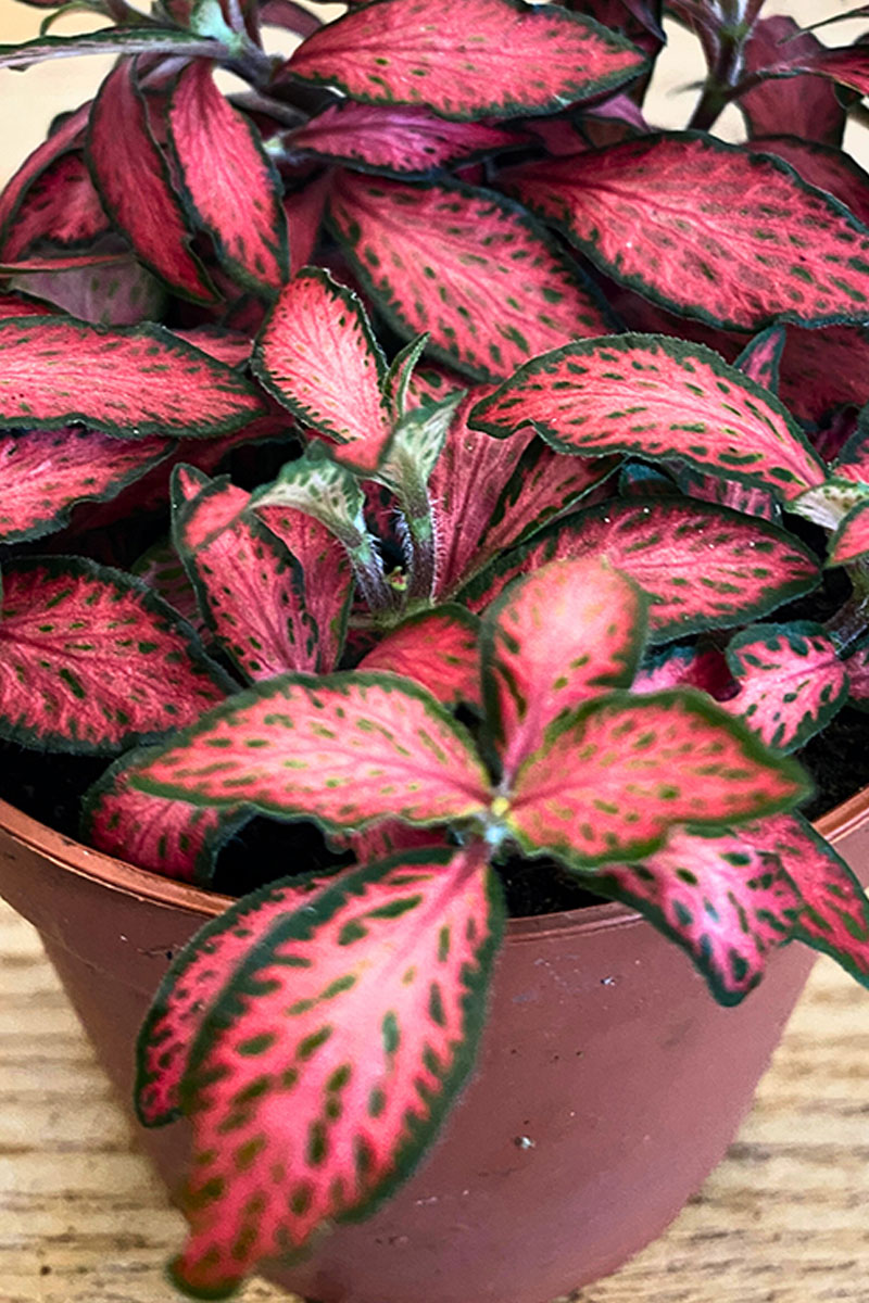 Fittonia Forest Flame