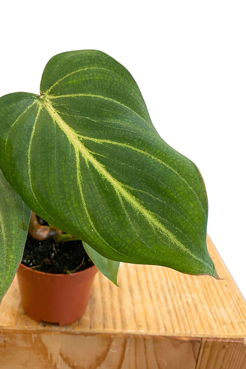 Baby Philodendron Gloriosum