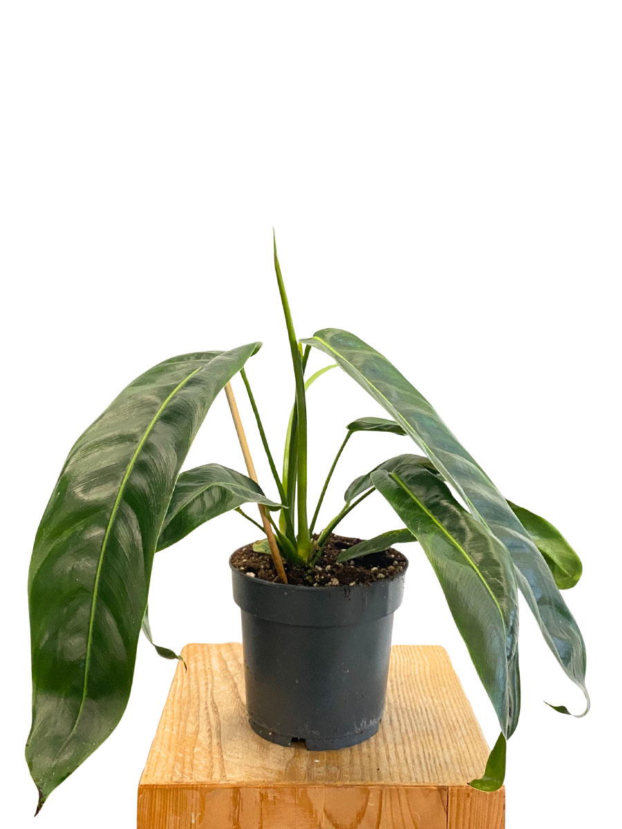 Philodendron Patriciae