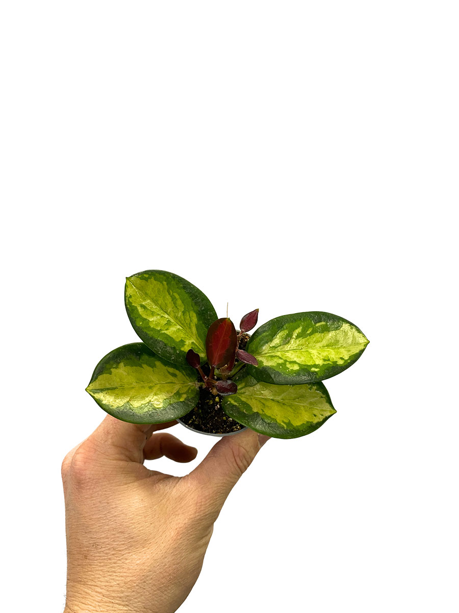 Hoya Australis Tricolor