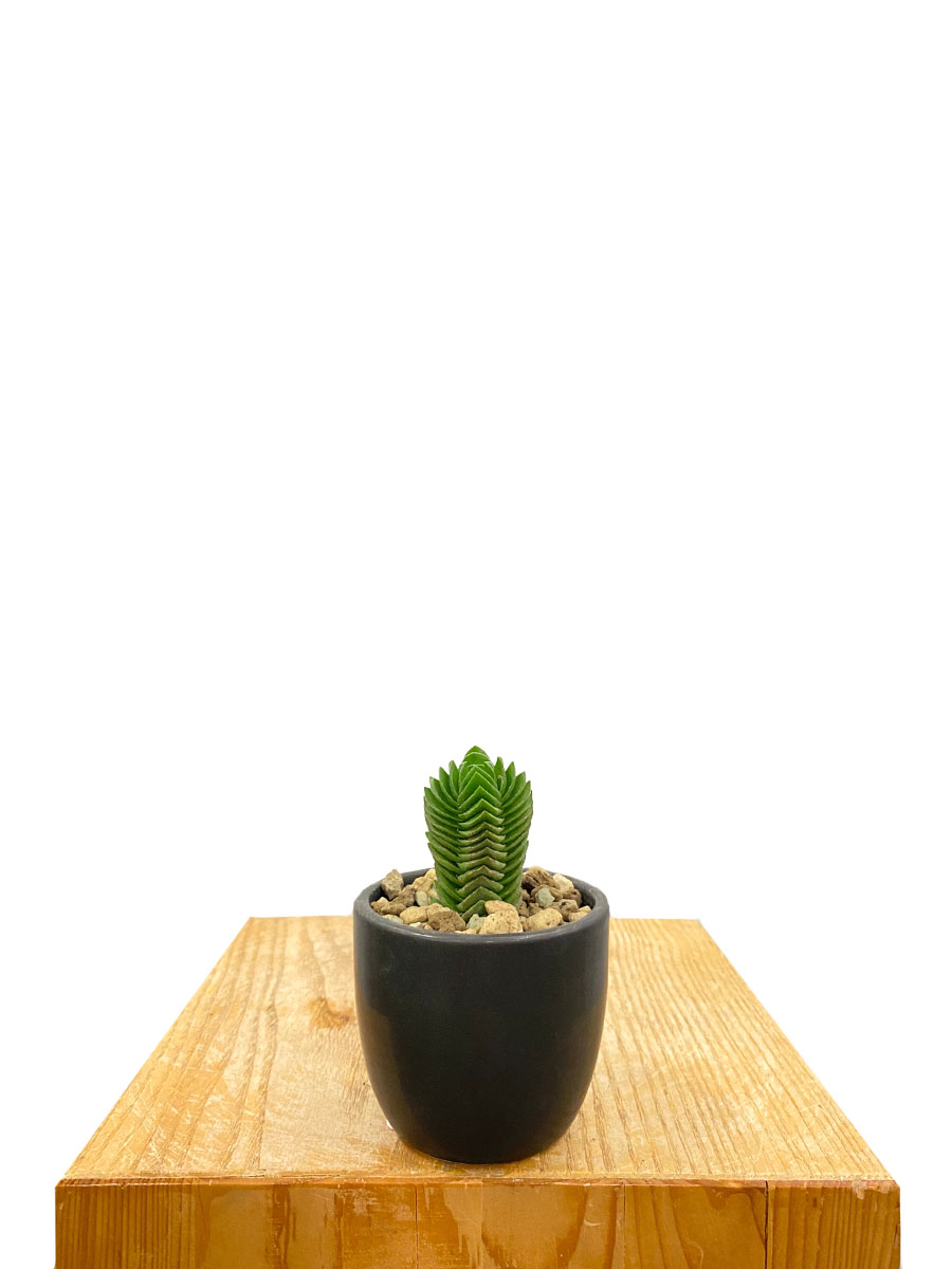 Crassula Buddha's Temple Keramik