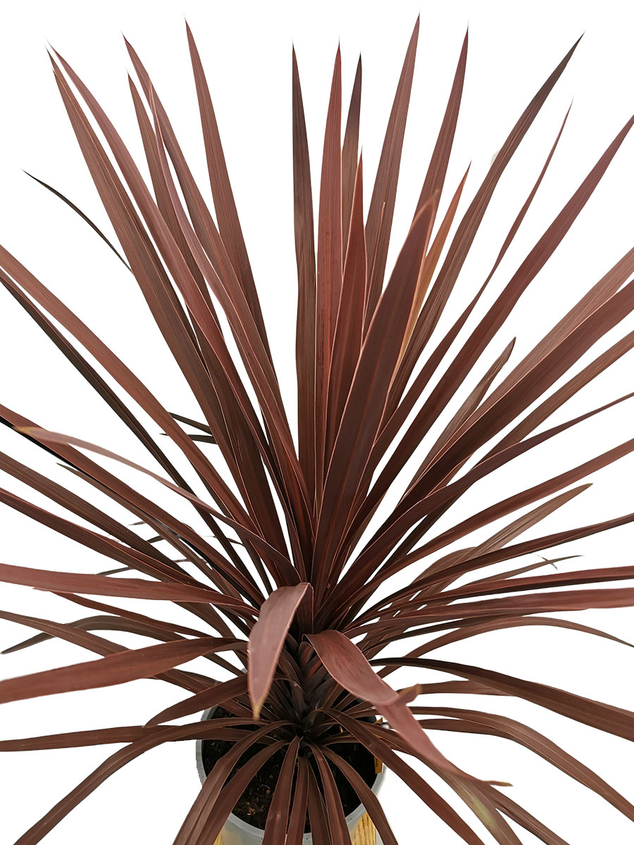 Cordyline australis Red Star