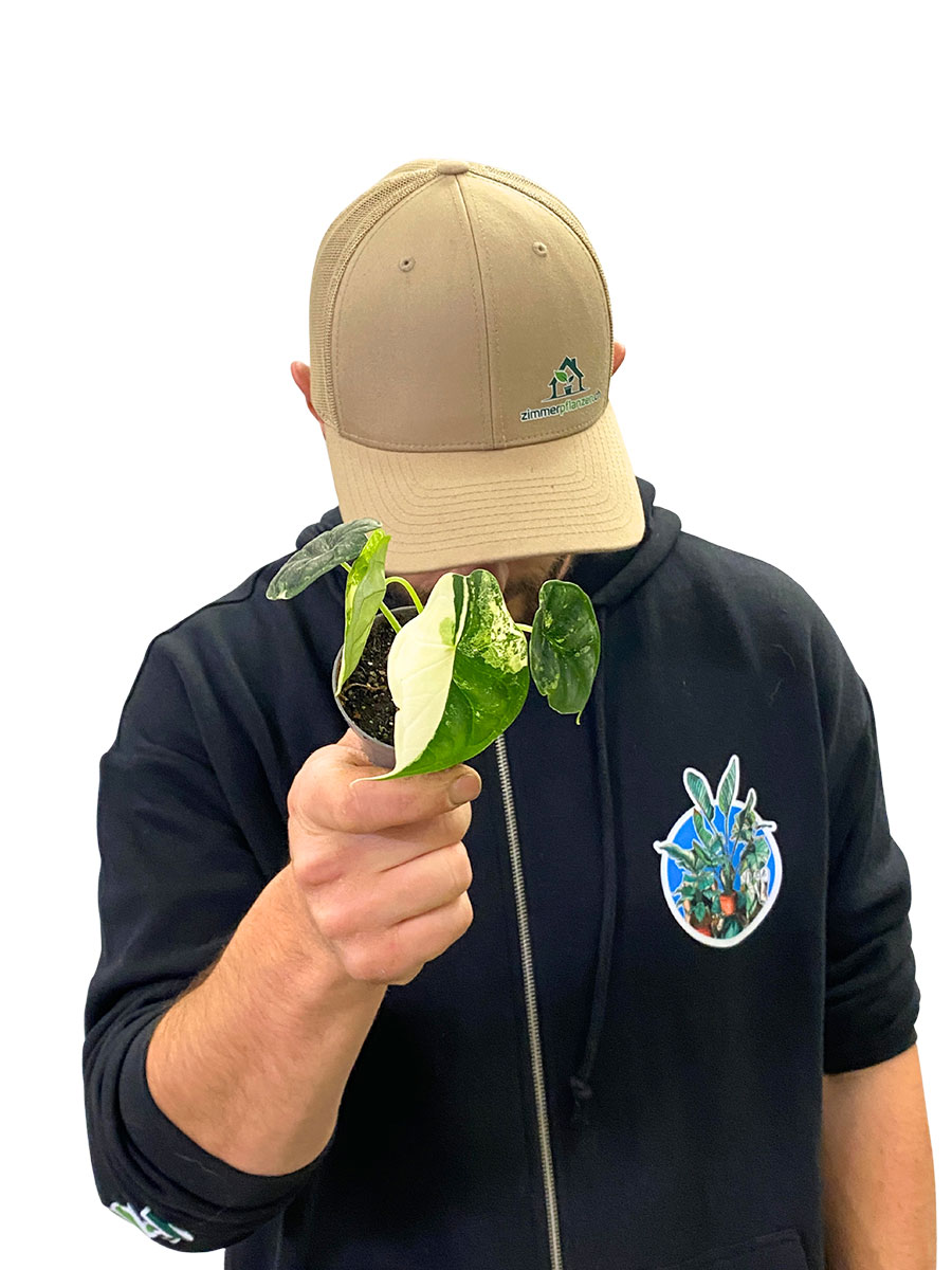 Alocasia Dragon Scale Variegata