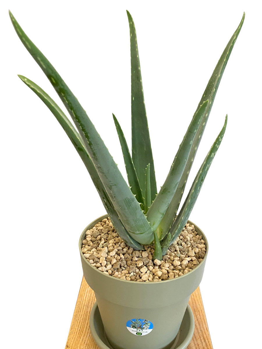 Echte Aloe Vera Bio