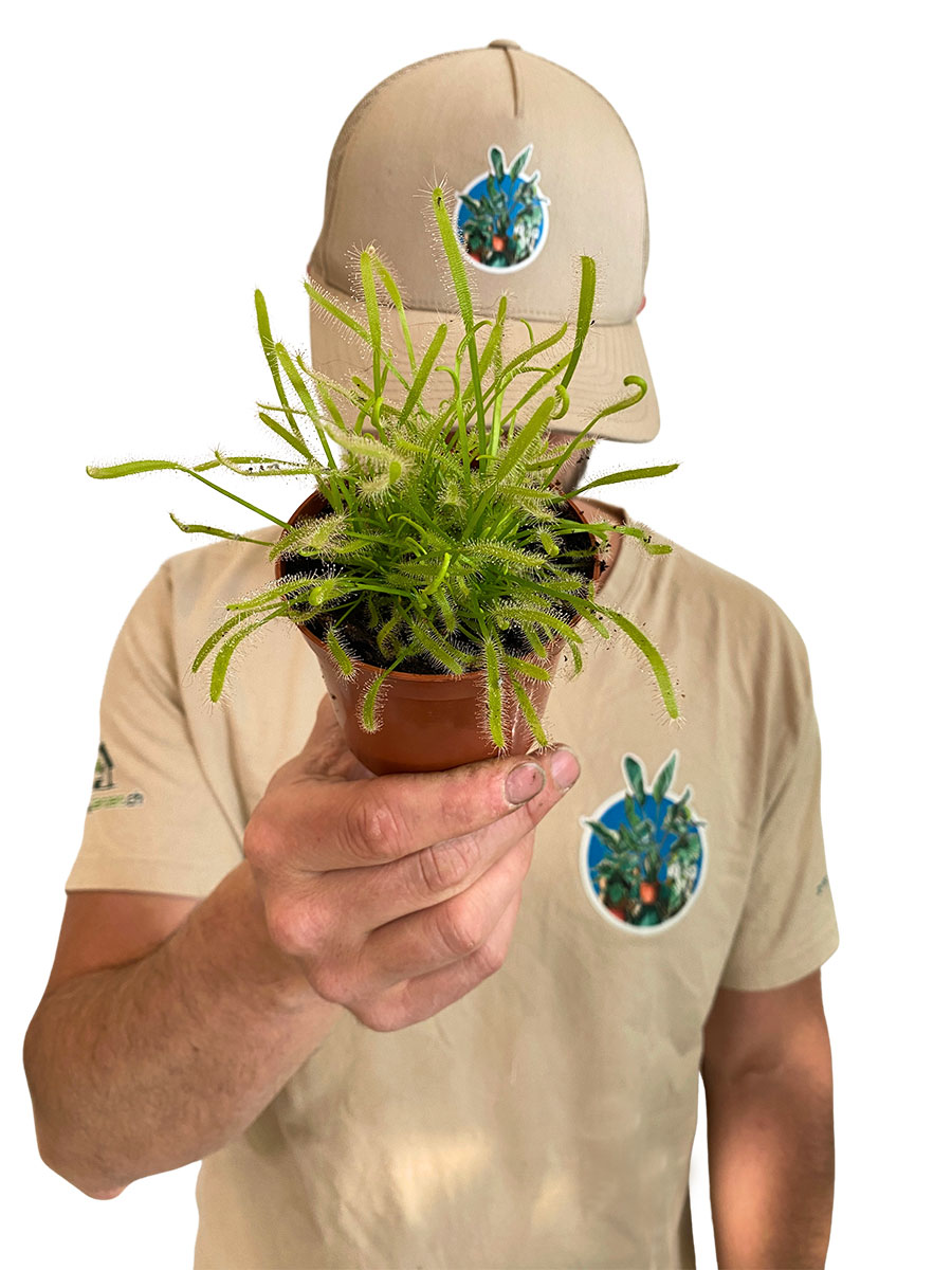 Sonnentau Drosera Capensis