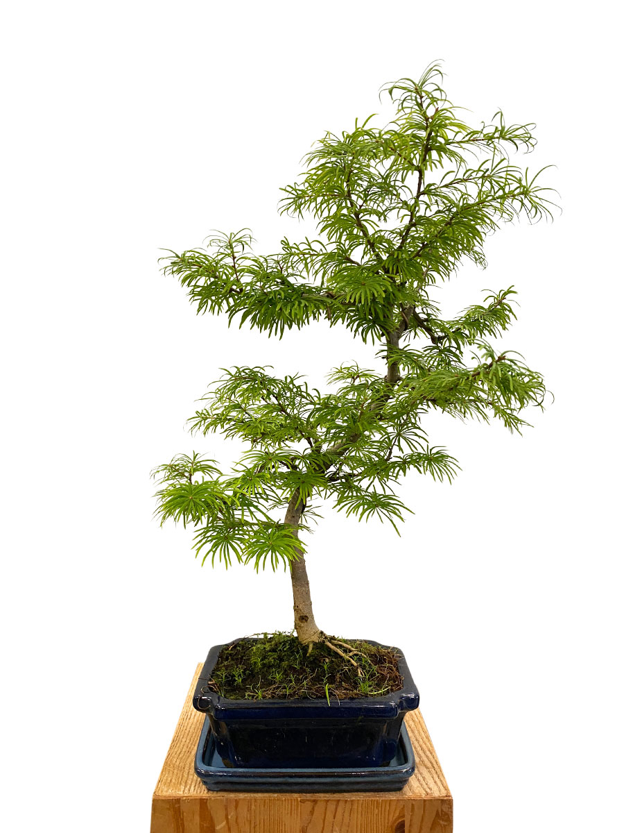Bonsai Goldlärche Pseudolarix Amabilis
