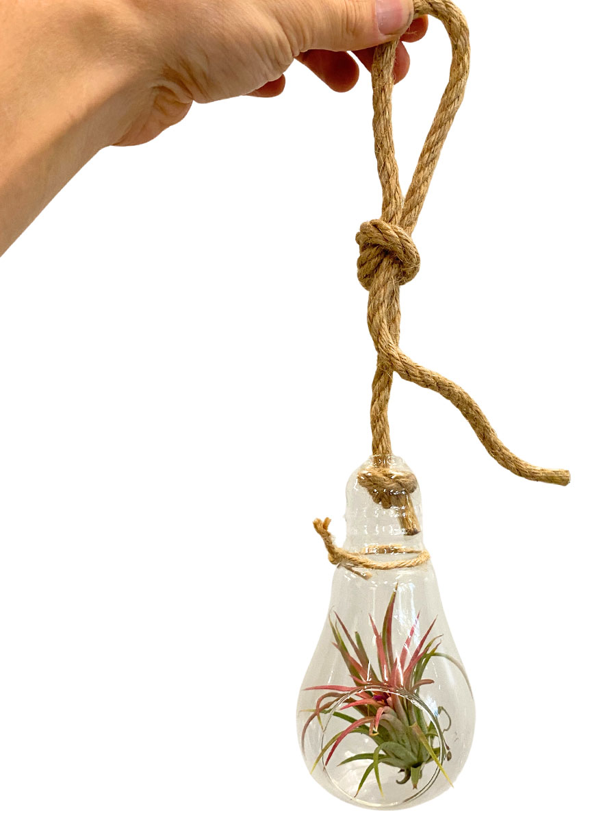 Hänger - Tillandsia Red Glas Lampe