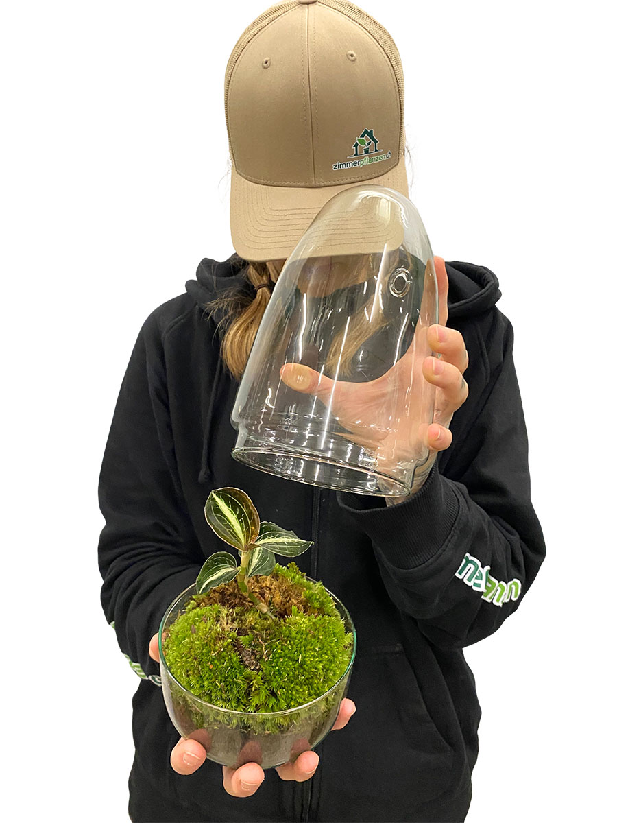 Juwelorchidee Amber Premium Glas mit Haube Juwelorchidee Amber Premium Glas mit Haube