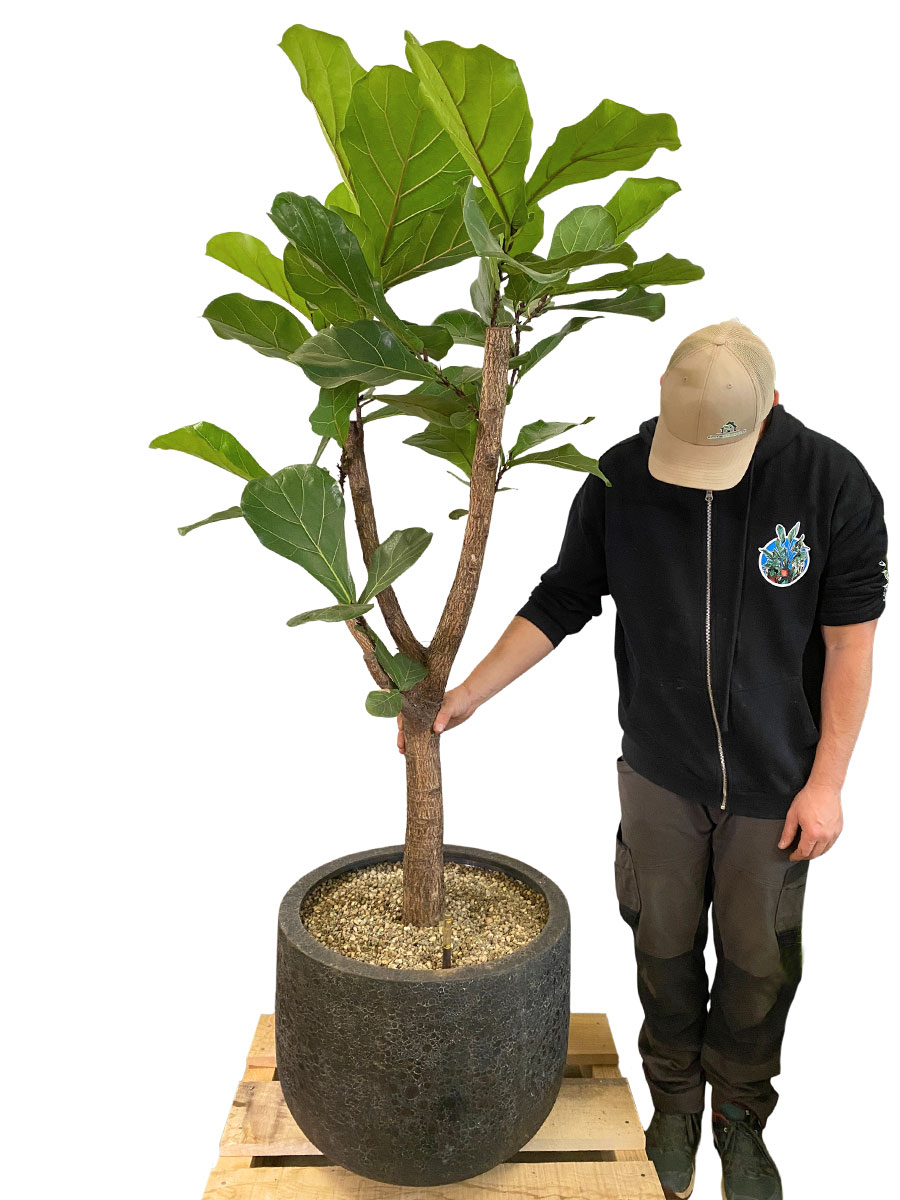 U Pot Lava - Ø35xH29cm - Vulkan Schwarz