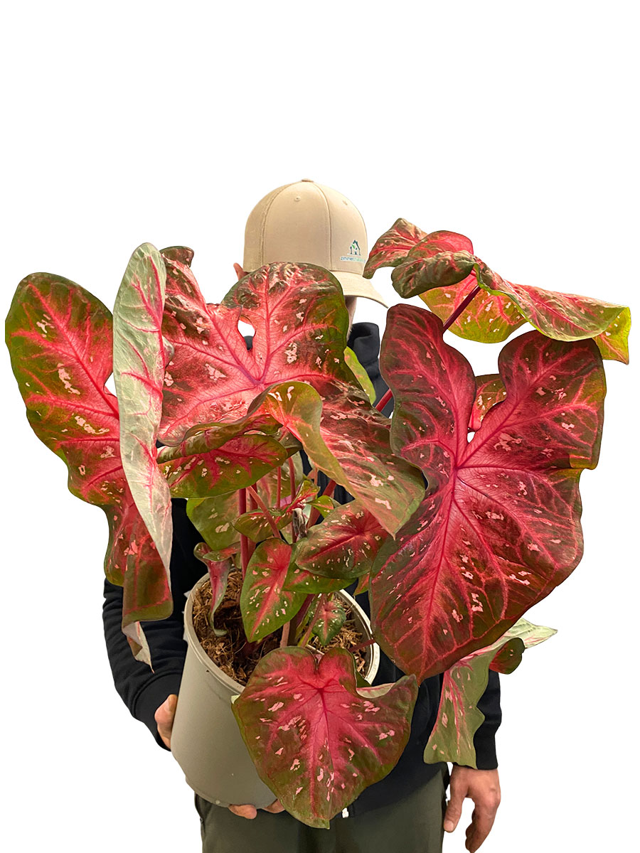 Caladium Red Flash XL