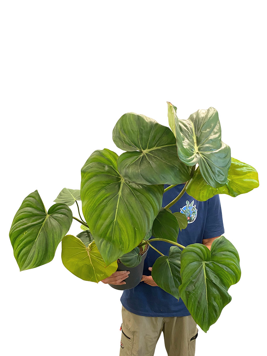 Philodendron Mc Dowell