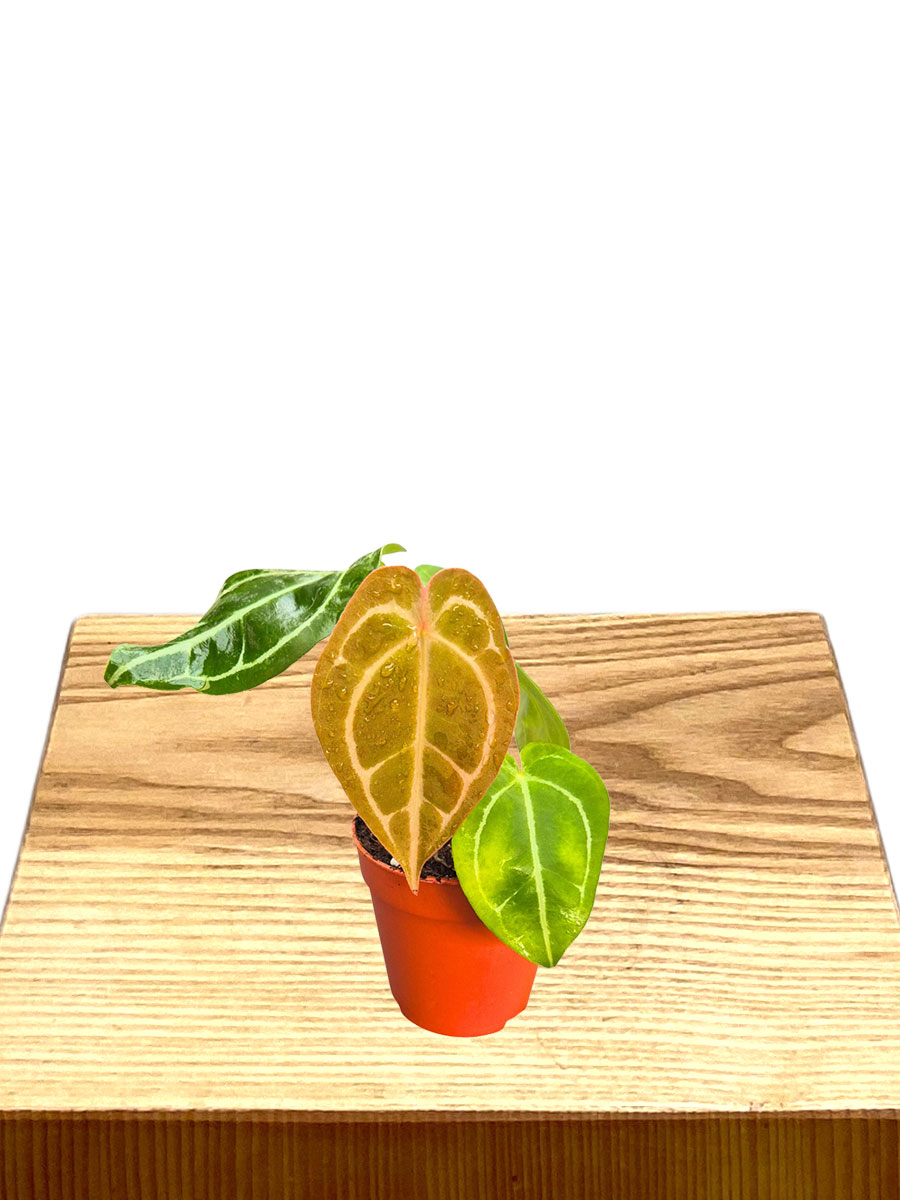 Anthurium DocBlock® Crystal Red × Forgetii