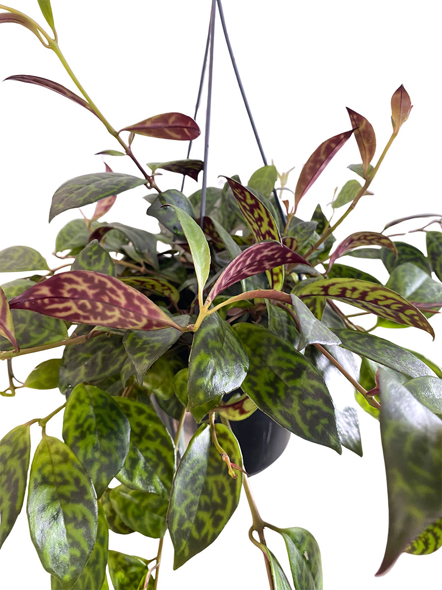 Hänger - Lipstick Plant Aeschynanthus Marmoratus
