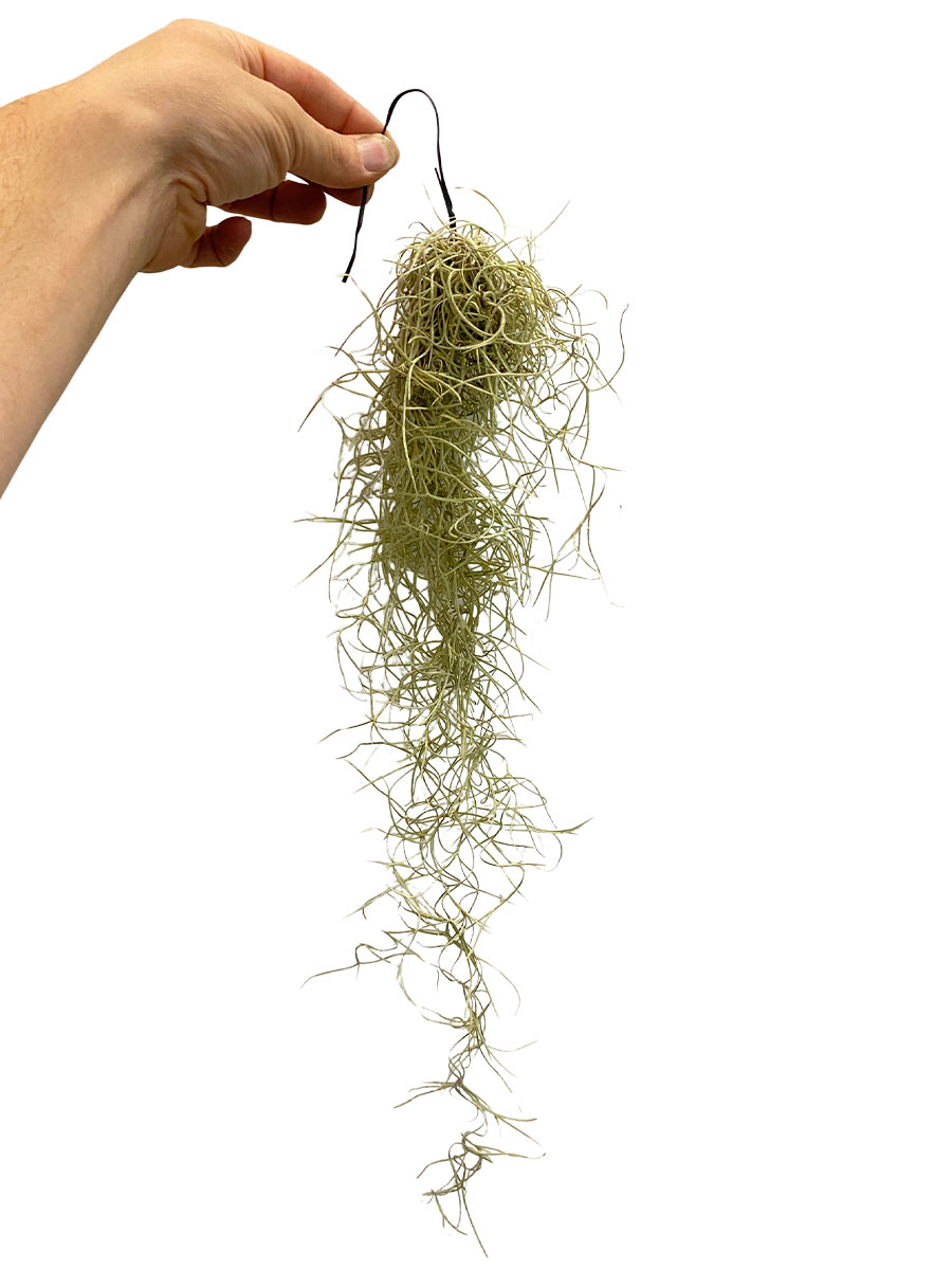 Baby Tillandsia Usneoides 