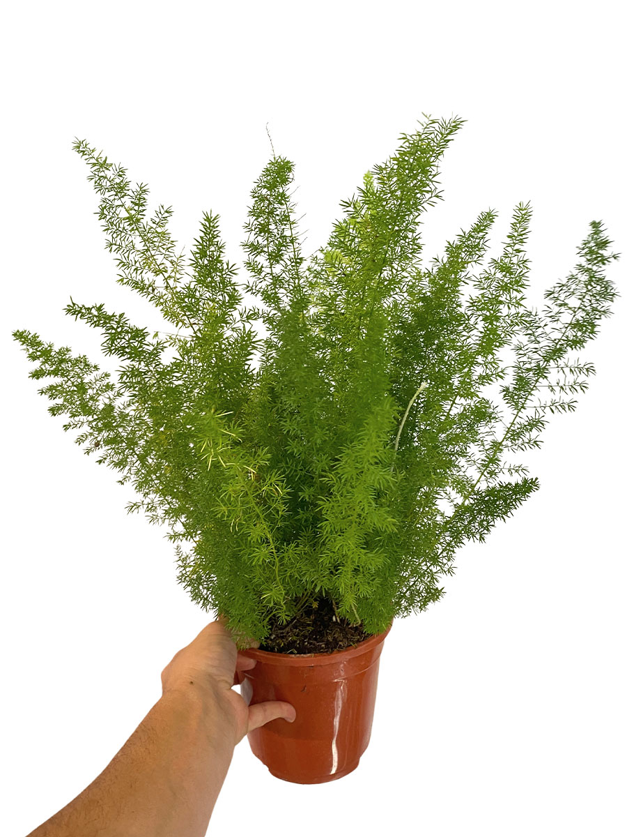 Asparagus densiflorus meyeri