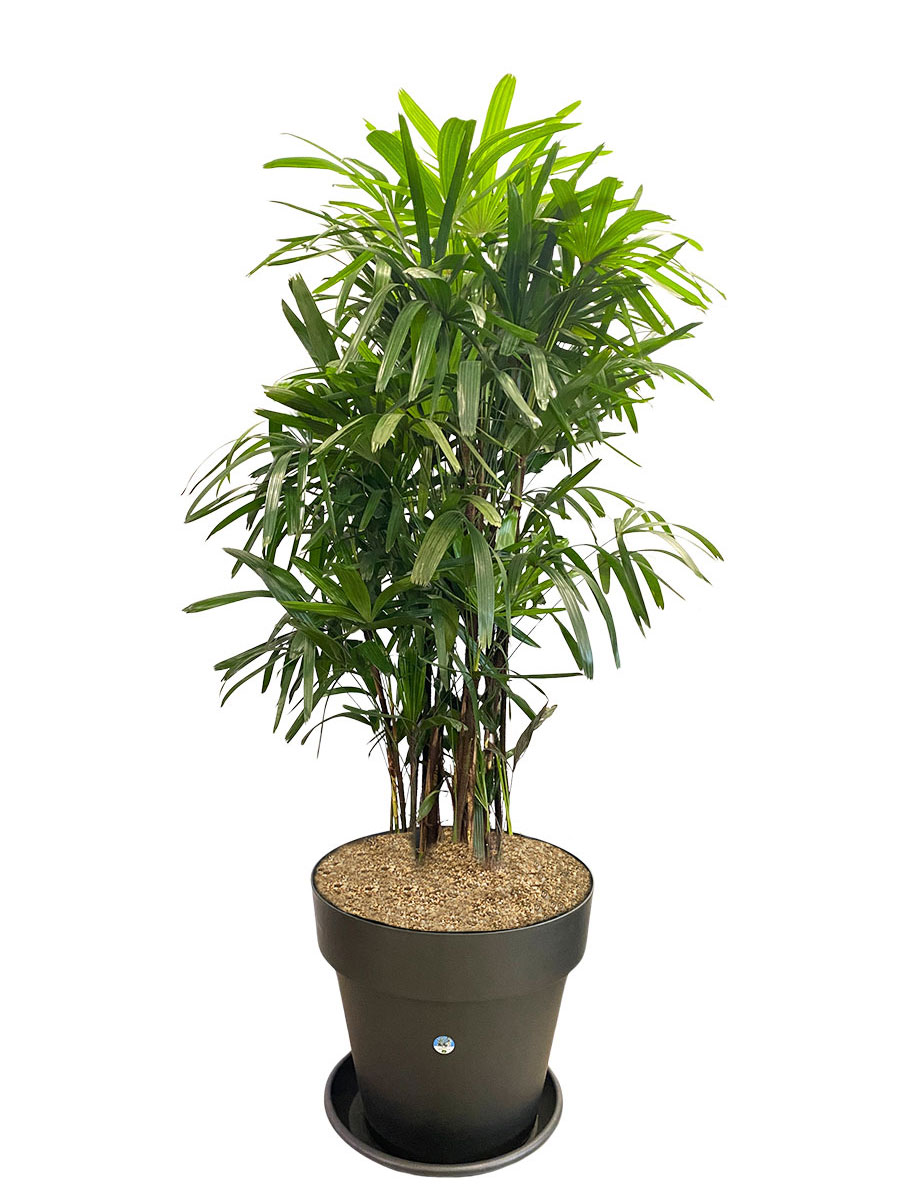 Steckenpalme Rhapis Excelsa XXL