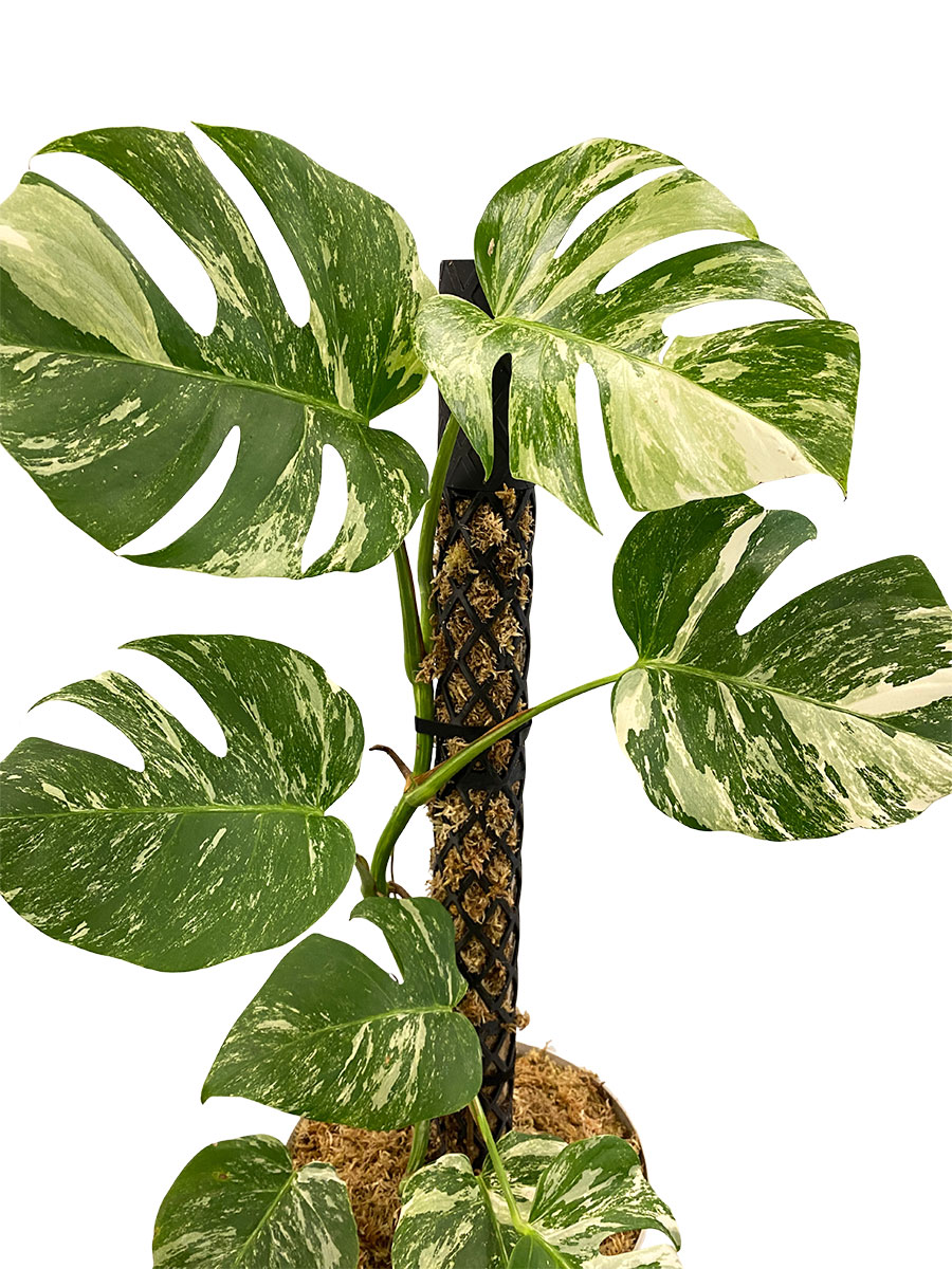 Monstera Deliciosa Variegata PlantMe Maxi