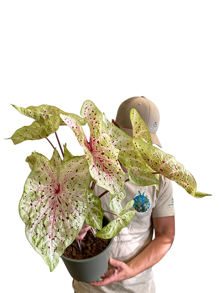 Caladium Miss Muffet XL