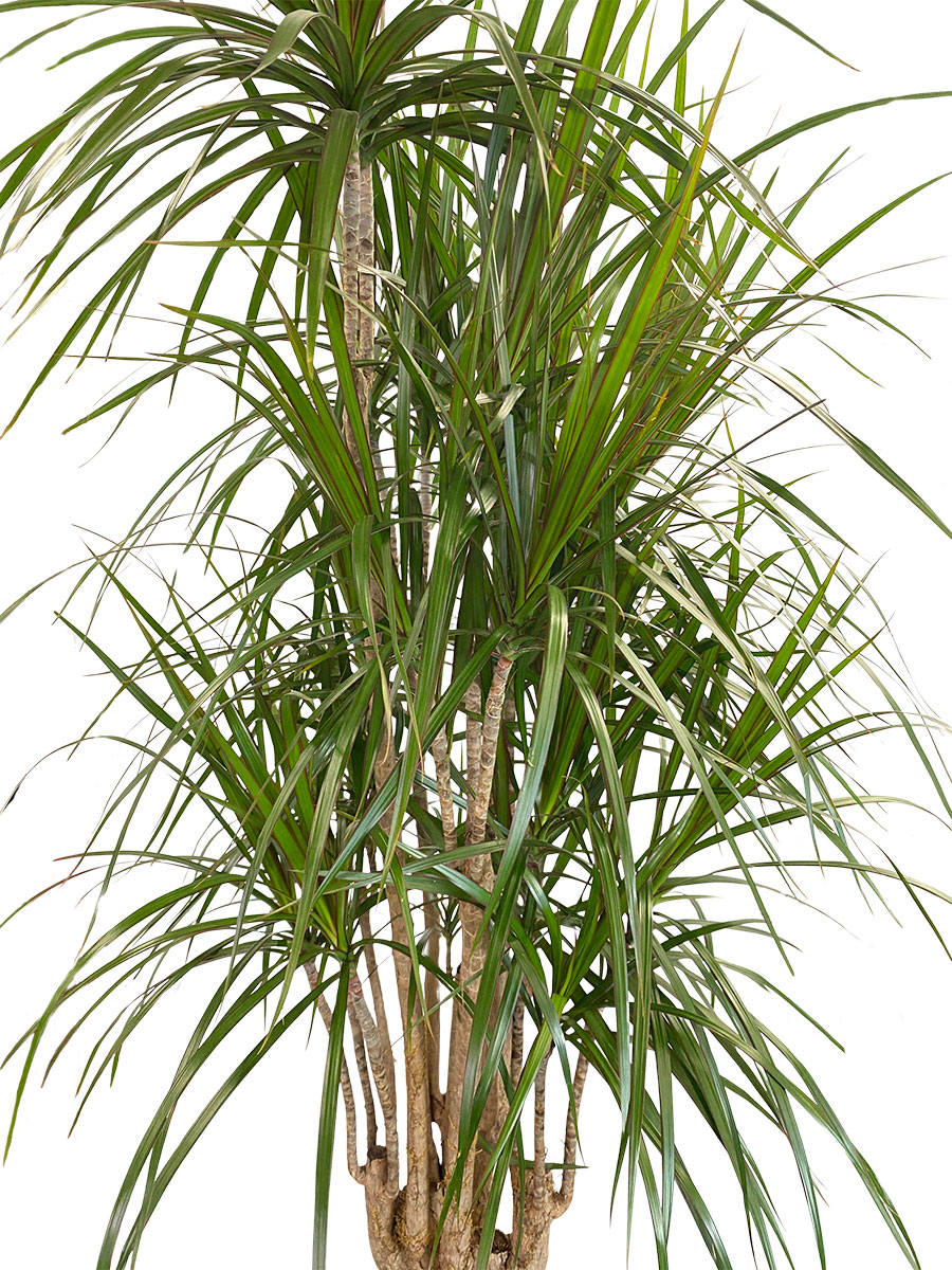 Dracaena Marginata Verzweigt XL