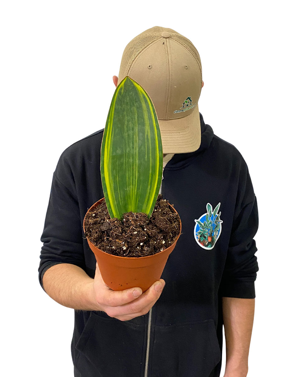 Sansevieria Masoniana