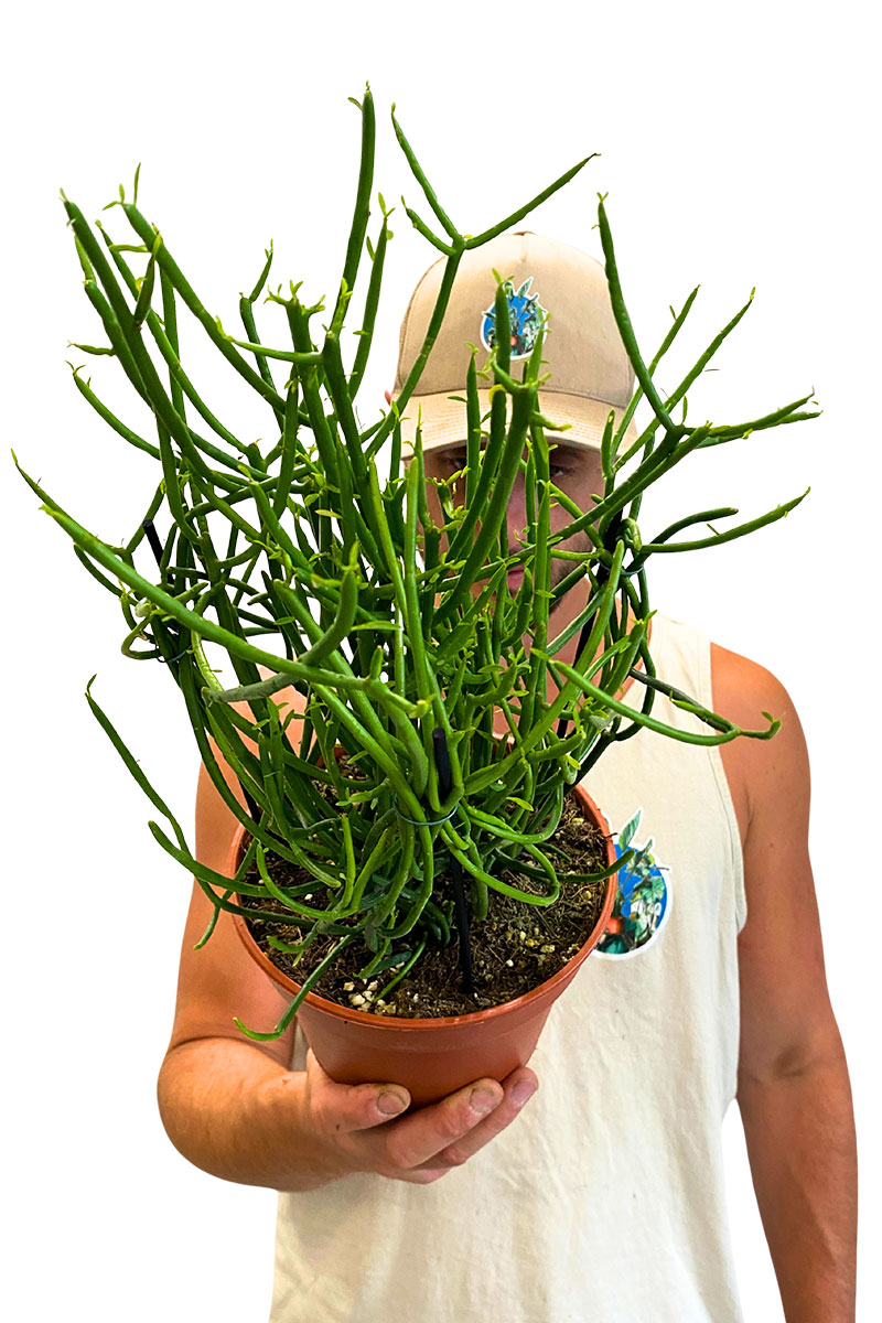 Bleistiftpflanze Euphorbia tirucalli