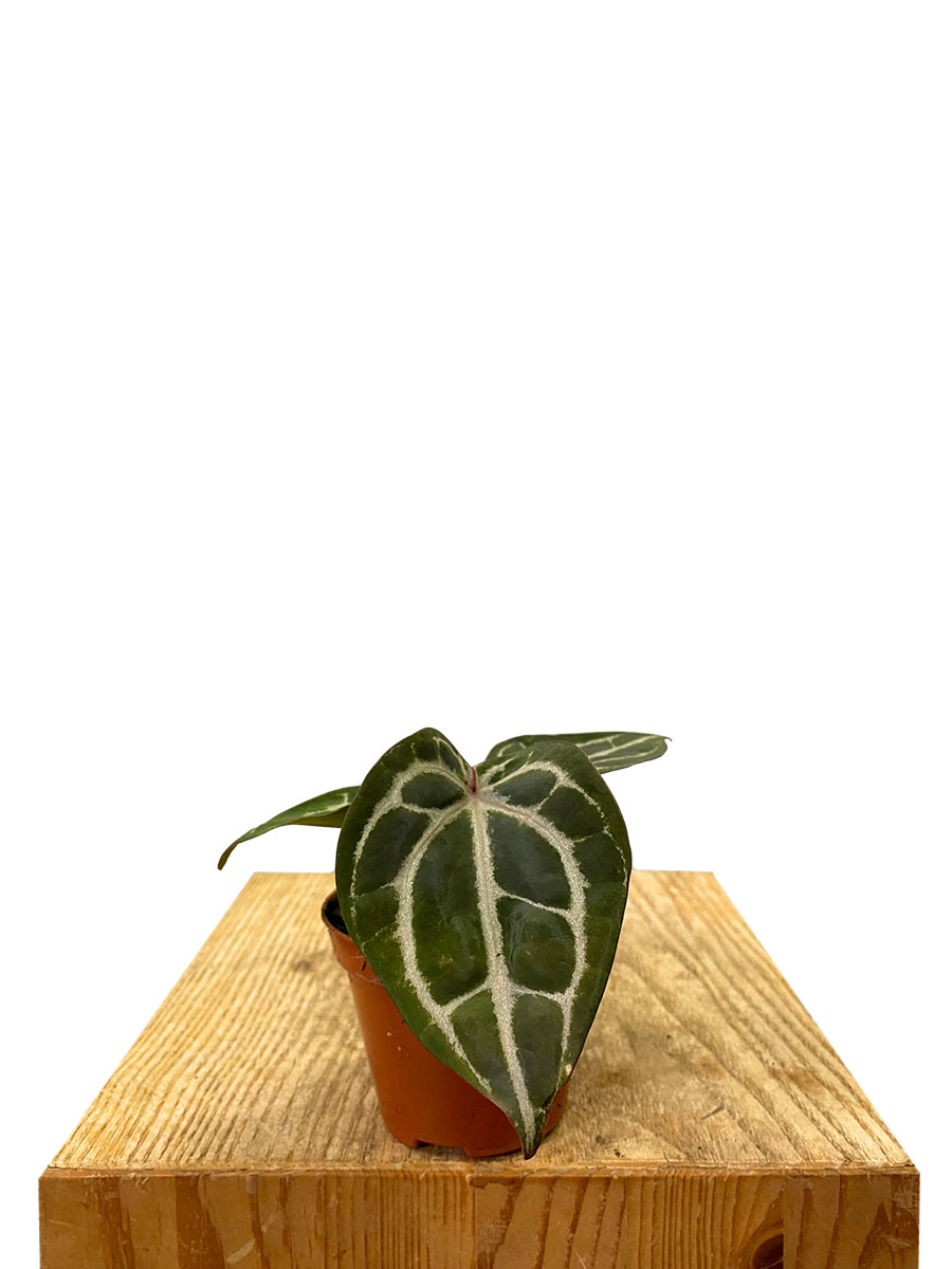 Baby Anthurium Red Crystallinum