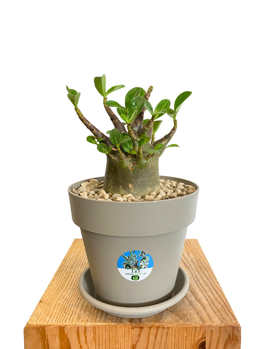Wüstenrose Adenium Arabicum Baobab