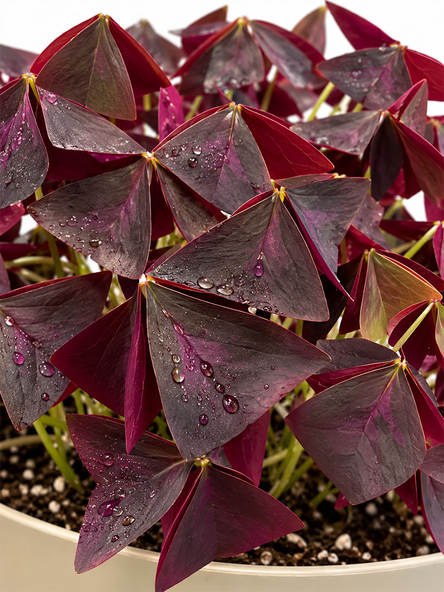 Roter Glücksklee Oxalis Triangularis - Gross