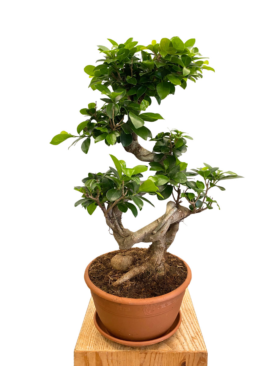 Chinesische Feige Ginseng S-Form - Ø22 cm