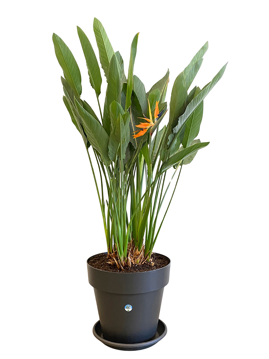 Paradiesvogelblume Strelitzia Reginae