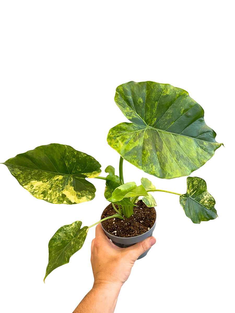 Alocasia Macrorrhiza Aurea Variegata