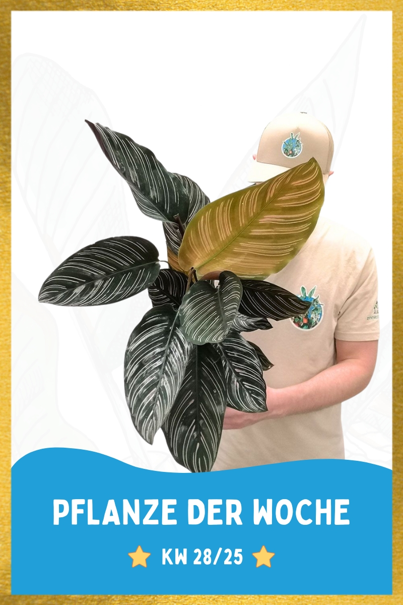 Calathea Ornata