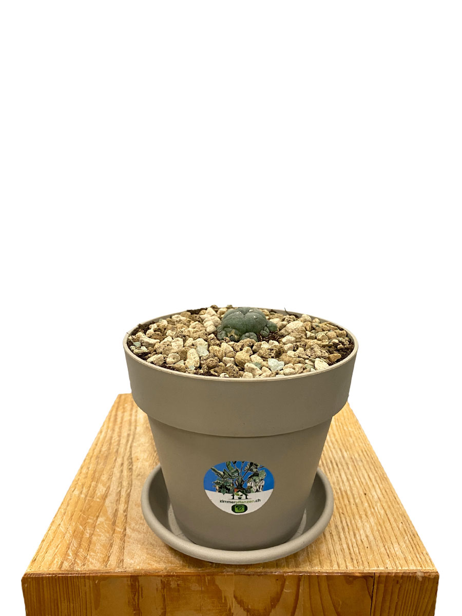 Baby Peyote Kaktus Lophophora Williamsii