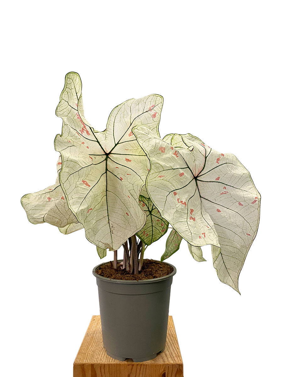 Caladium Strawberry Star XL