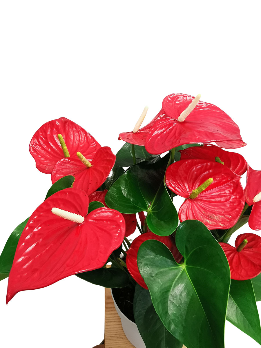 Anthurium Red Champion Anthurium Red Champion
