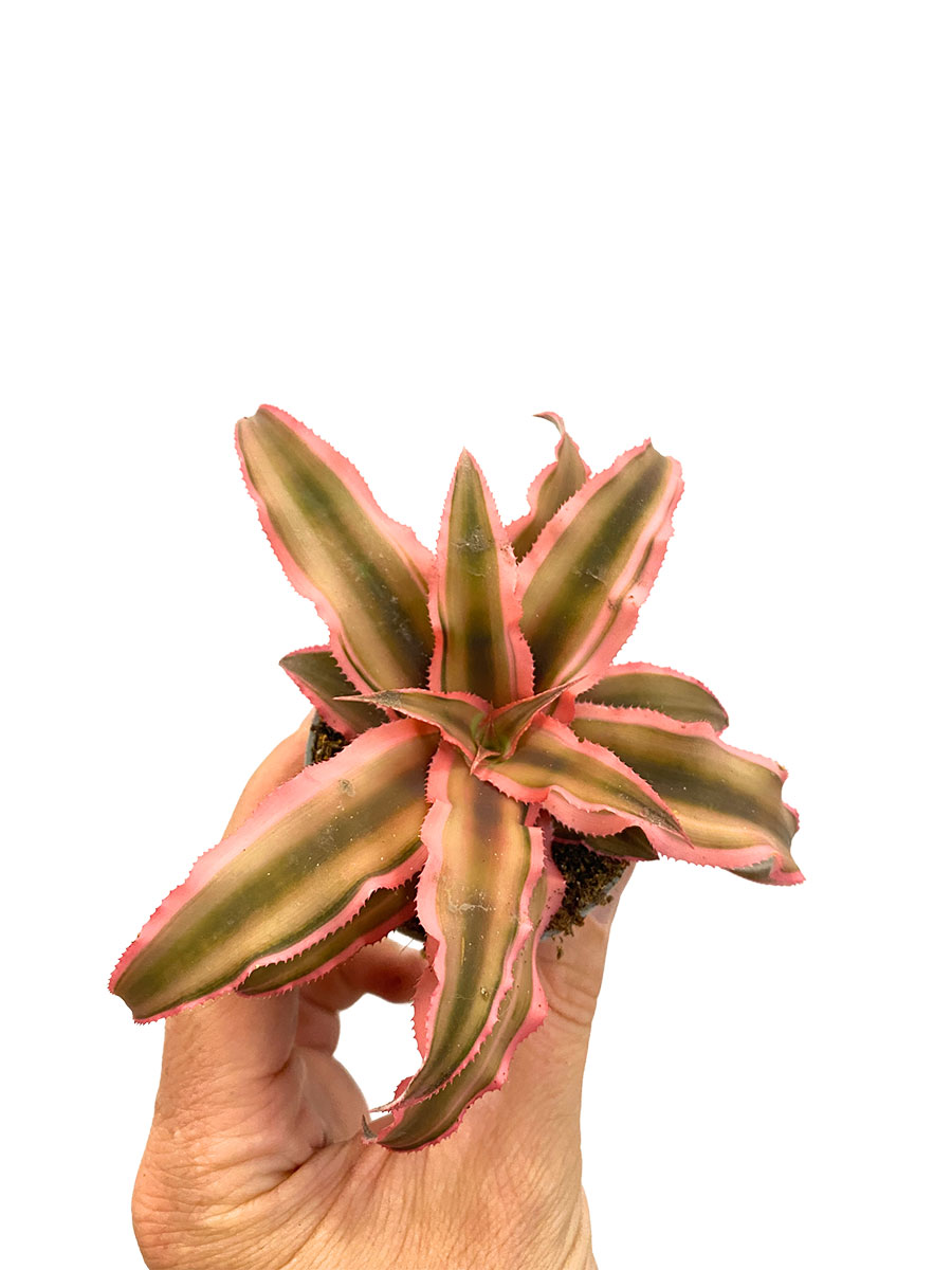 Baby Cryptanthus Rubin Star