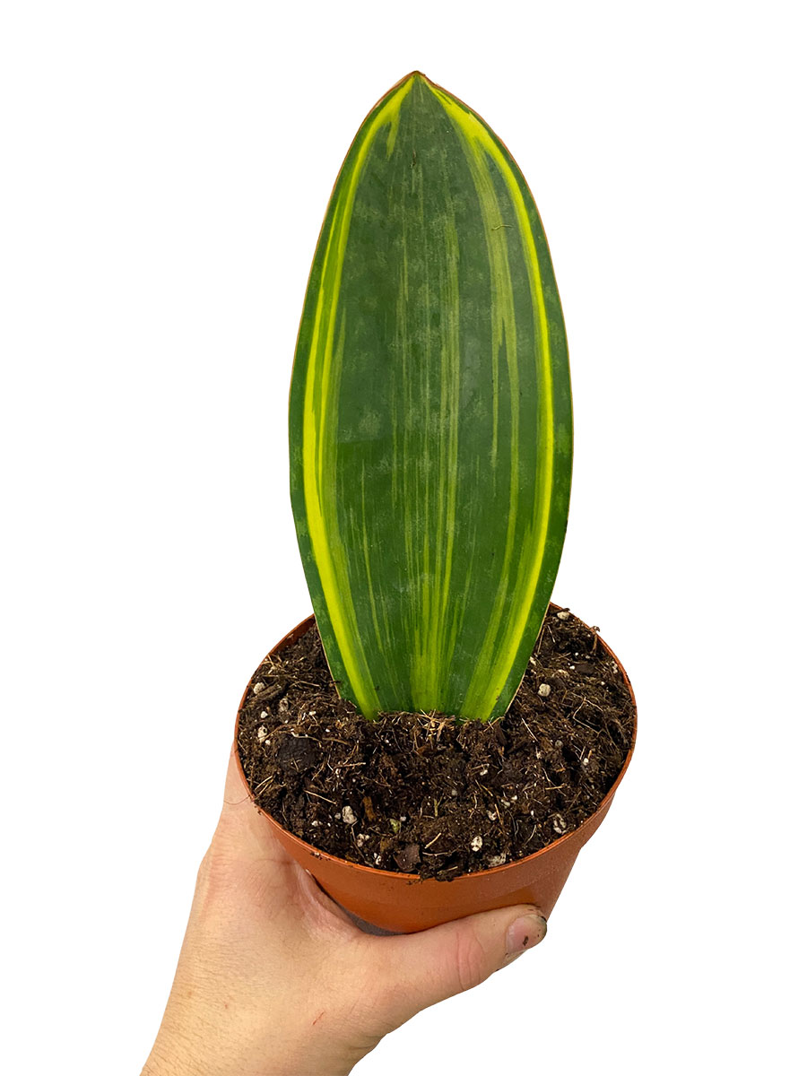 Sansevieria Masoniana