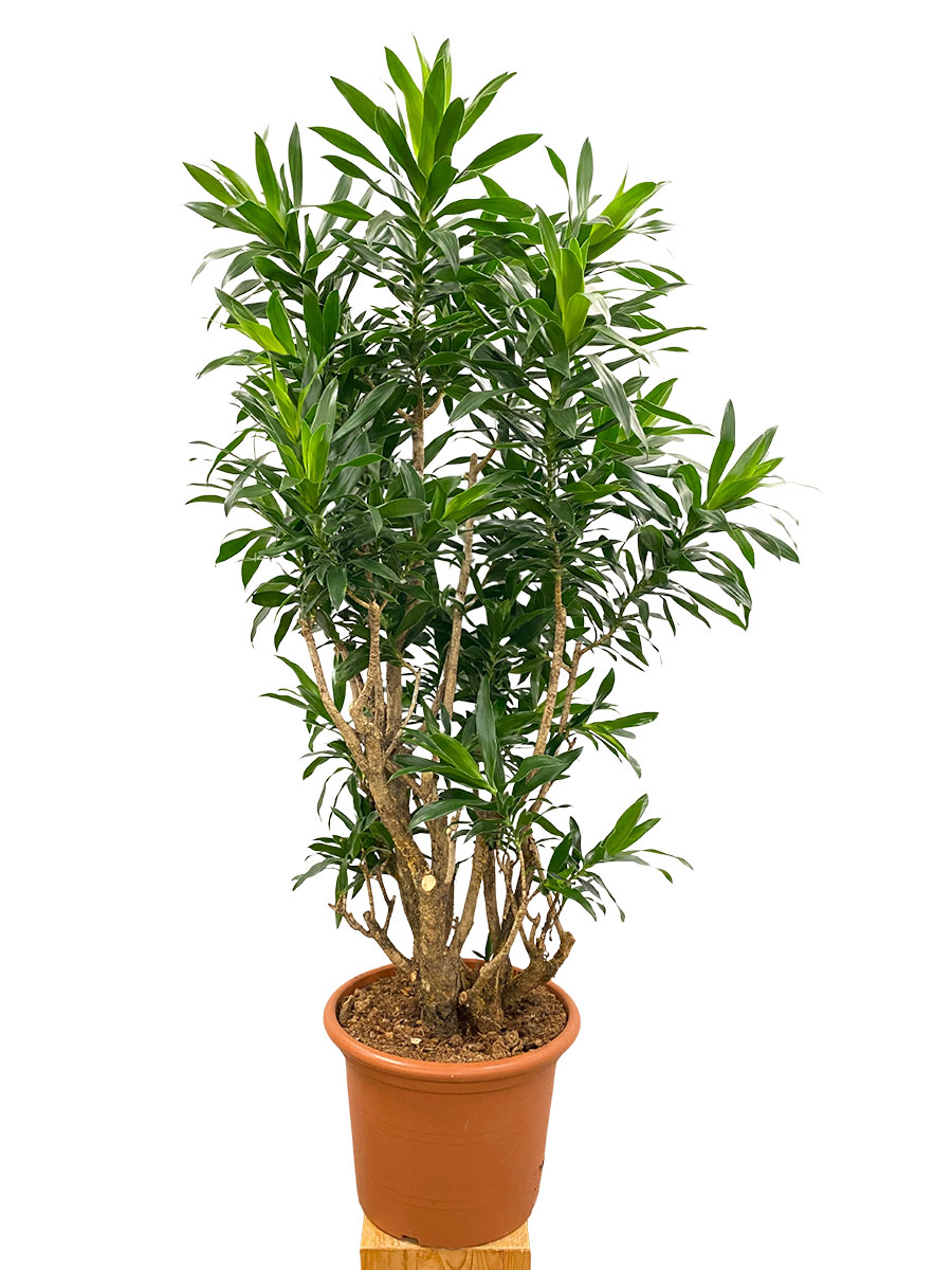 Dracaena reflexa verzweigt - Gross