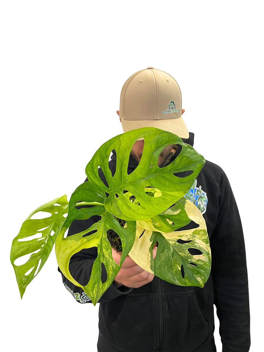 Monstera Adansonii Aurea