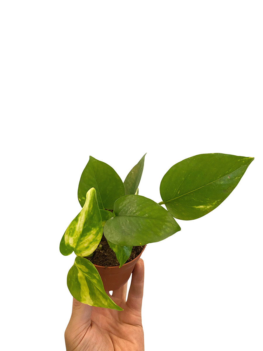 Baby Epipremnum Aureum